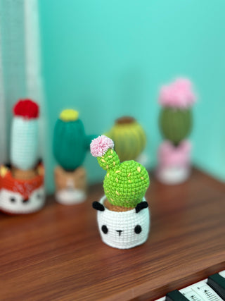 NEW members join Cactus Family!