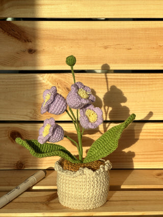 Plantes en pot XXL : Plus la taille est grande, plus le sourire est grand