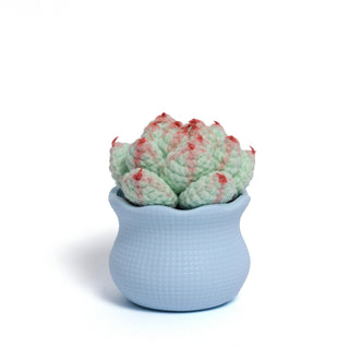 Tranquil Succulent Garden Collection - Happy Vanilla Crochet