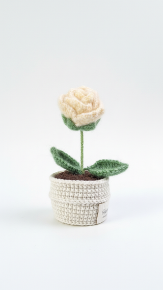 The Everlasting Queen Rose - Cream