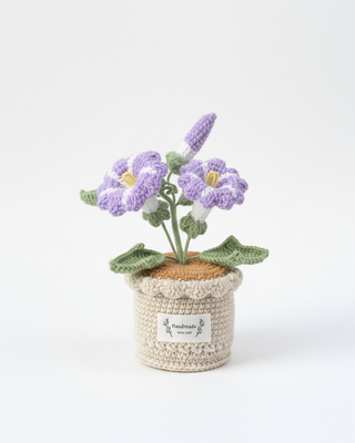 Morning Glories - Lavender