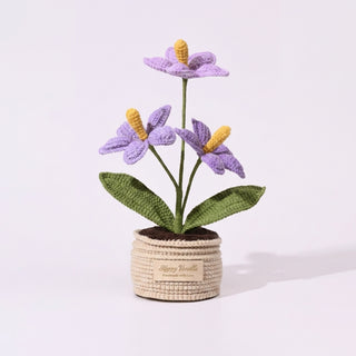 The Flamingo Heart Anthurium